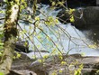  gold bar,  WA 98251