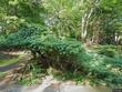 8 adams rd, saddle river,  NJ 07458