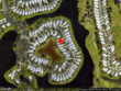 2632 sw greenwich way, palm city,  FL 34990