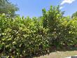 214 ne blairwood trce, jensen beach,  FL 34957