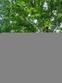 325 charles st, henderson,  NC 27536