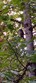 13445 173rd ave se, renton,  WA 98059