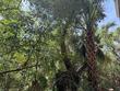 a-16 oristo ridge, edisto island,  SC 29438