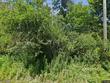  willet,  NY 13863