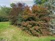 20 barry ln, schenectady,  NY 12302