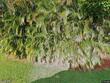 964 nw spruce ridge drive, stuart,  FL 34994