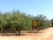 hale avenue, arbuckle,  CA 95912