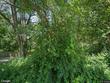  cortland,  NY 13045