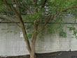  cliffside park,  NJ 07010