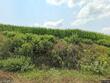 2646 315th st, missouri valley,  IA 51555