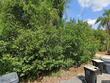  lake wales,  FL 33898