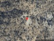  sanger,  CA 93657
