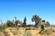  pinon hills,  CA 92372