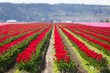  la conner,  WA 98257