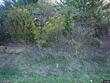 1505 s buckner tarsney rd, buckner,  MO 64016