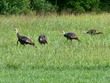 876 w point rd, lawrenceburg,  TN 38464