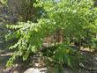 2615 ailsa ave, baltimore,  MD 21214