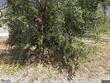  crestline,  CA 92325