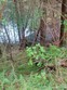 16 sno mt. baker nat forest, rockport,  WA 98283
