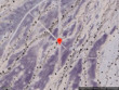 44751 s avenue 48, salome,  AZ 85348