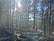 wilderness trail, grayling,  MI 49738