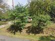 2332 park ln, oak grove,  MO 64075
