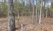 603 china ct, walterboro,  SC 29488