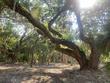 3412 myrtle st, edisto island,  SC 29438