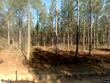 755 elbert arnsdorff rd, springfield,  GA 31329