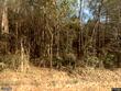 2476 bama road, cottageville,  SC 29435