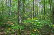 off elm dr # lot 2, eagle river,  WI 54521