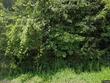  de ruyter,  NY 13052