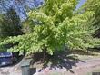203 summer st, martin,  TN 38237