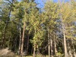 40 harmon ranch road, decatur island,  WA 98221