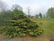3945 us highway 221 n, jefferson,  NC 28640