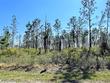 lot 7 chellsey st, wewahitchka,  FL 32465