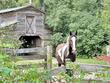 781 clydeville ln, cottageville,  SC 29435