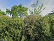3002 butte slough rd, colusa,  CA 95932