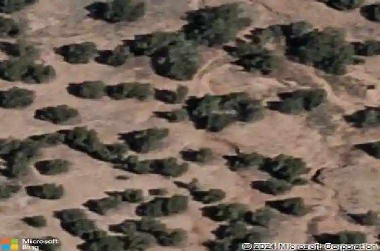 16 rabbitbrush, santa fe,  NM 87506