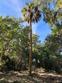 546 oristo ridge road, edisto island,  SC 29438